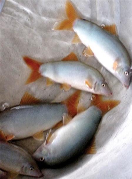 Đặc sản cá heo Châu Đốc