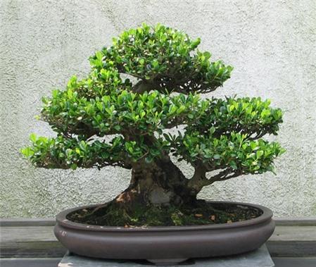 Chia sẻ một số kinh nghiệm trồng cây Bonsai đẹp