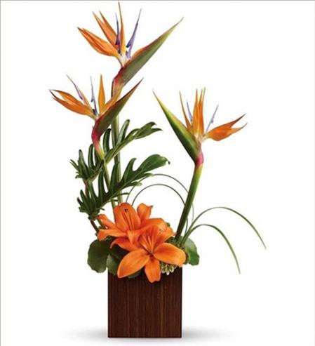 5 cách cắm hoa thiên điểu thật đẹp và cuốn hút