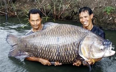 Kỳ II: Loài cá “khôn 3 năm, dại 1 giờ” và gã thợ câu với “căn bệnh giời đày”