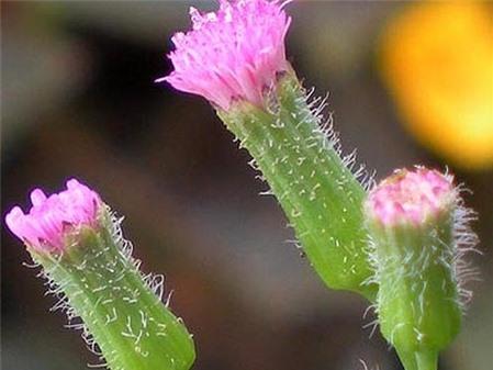 Bà bầu không nên dùng cây rau má lá rau muống (dương đề thảo)