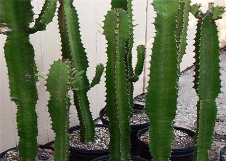 Những bài thuốc trị bệnh từ cây xương rồng