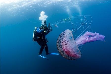 Màu sắc sặc sỡ của các loài sứa ngoài đại dương