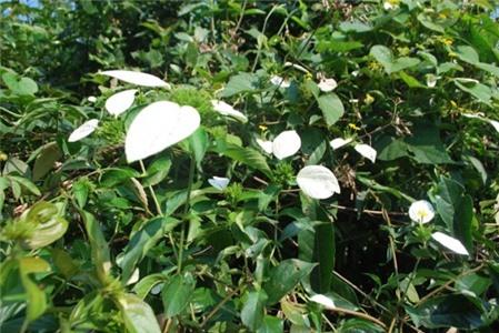 Bài thuốc chữa bệnh từ cây bướm bạc