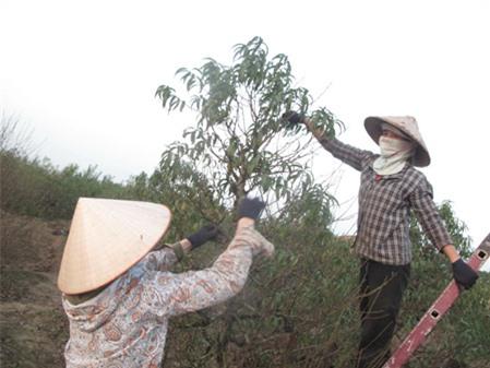 Cách làm hoa đào nở đúng Tết