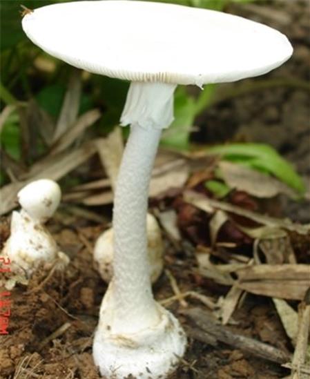 Nhận biết 4 loại nấm độc thường gặp