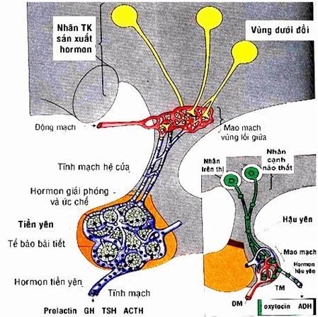 Sinh lý nội tiết tuyến yên
