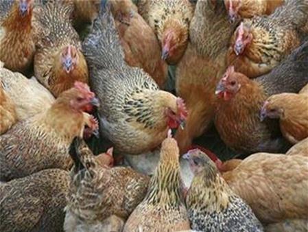 Cách phân biệt gà ta và gà thải loại