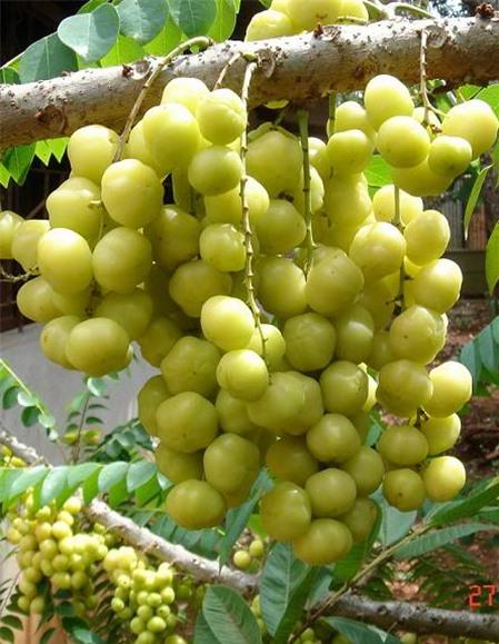 Chữa bệnh bằng quả chùm ruột