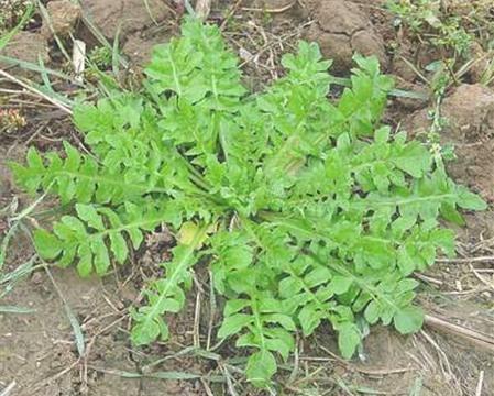 Một số bài thuốc từ cây cải dại