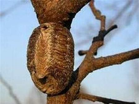 Tác dụng trị bệnh của tổ con bọ ngựa