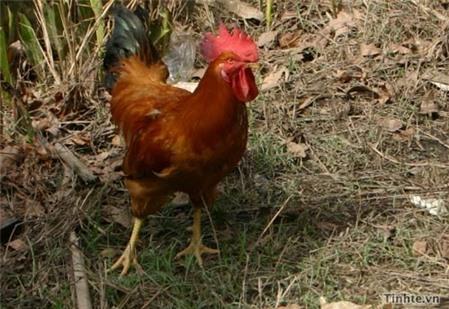 Nguy cơ tái bùng phát dịch cúm A/H5N1