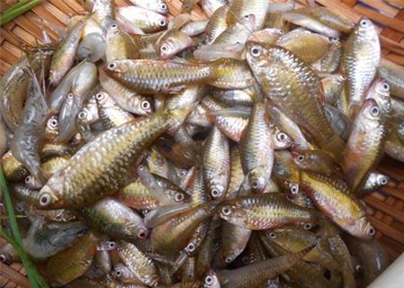 Cá cấn kho lá nén, món ngon xứ Quảng