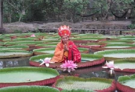 Độc đáo loài sen khổng lồ