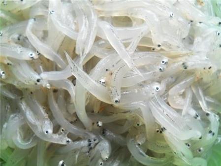 Món ngon cá cơm mồm