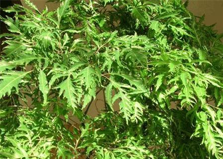 Cây đinh lăng có thể chữa tắc tia sữa?
