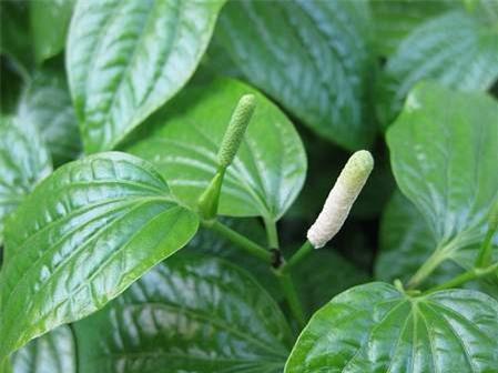 Lá lốt có chữa được bệnh gút?