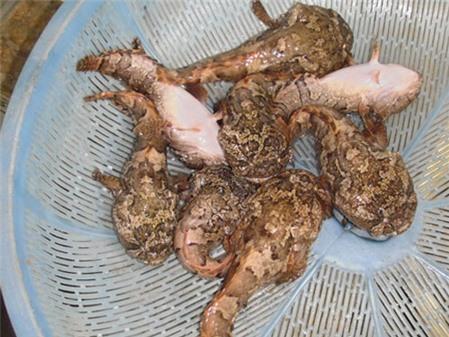 Cá mao ếch - xấu mà ngon