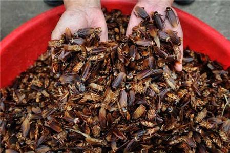 Làm đẹp, chế biến món ăn từ... gián