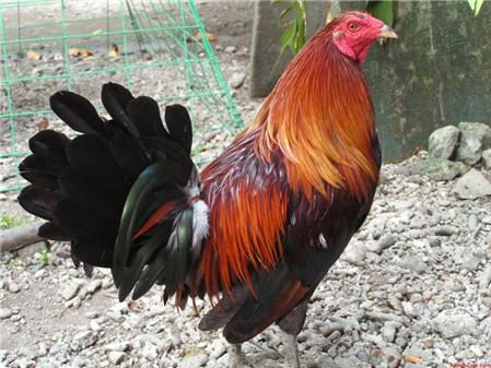 Bí quyết chọn gà đá ( gà chọi) hay