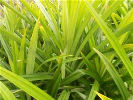 Bài thuốc chữa tiểu đường bằng lá dứa