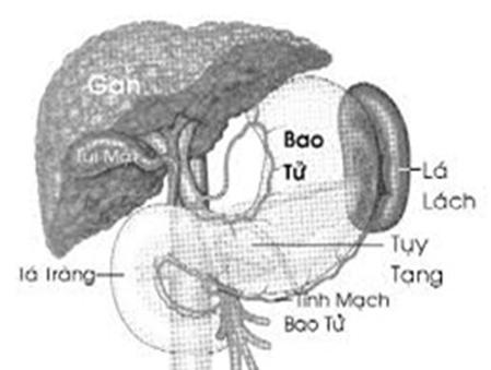 Cắt lá lách có ảnh hưởng sức khỏe?