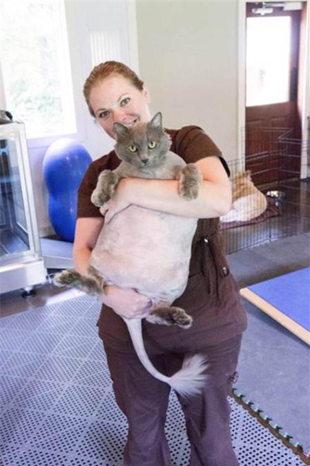 Mèo béo tập gym để giảm cân