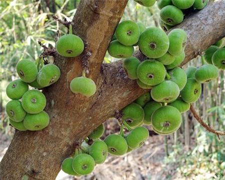 Tác dụng và tác hại của quả sung