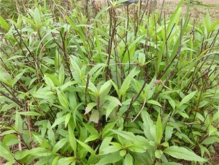 Bài thuốc chữa bệnh từ cây mần tưới