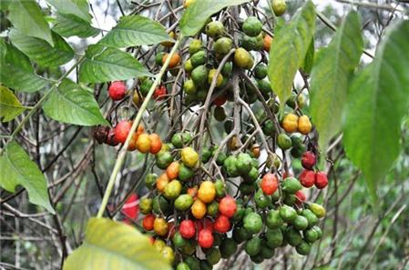 Thuốc hay từ cây dâu da xoan