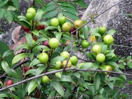 Công dụng chữa bệnh của cây vú bò