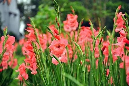 Cách giữ hoa lay ơn tươi lâu ngày Tết