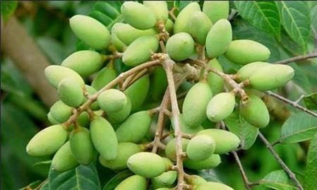 Quả trám trị đau nhức xương khớp
