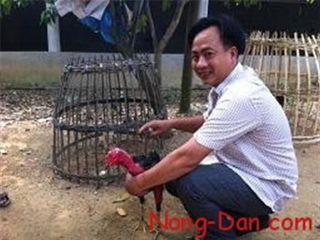 Nuôi gà chọi sinh sản ít vốn, lãi cao