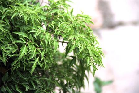 4 món ngon từ lá đinh lăng