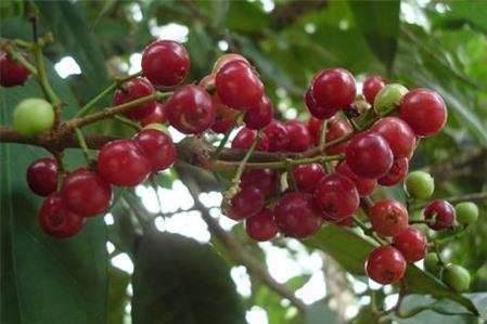 Tác dụng chữa bệnh của cây Sắn thuyền