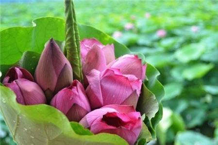 Cách chọn mua và giữ hoa sen tươi lâu