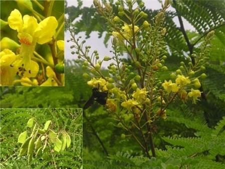 Cây tô mộc cây thuốc tốt cho phụ nữ