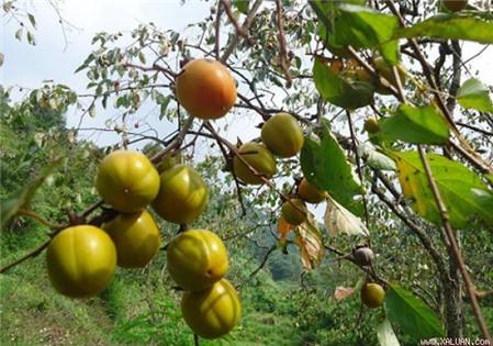 Đặc sản hồng không hạt Bảo Lâm