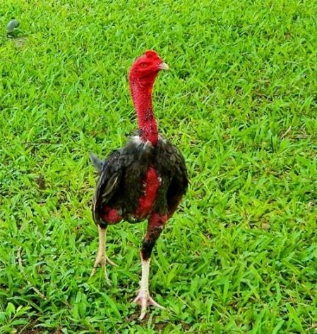 Cách nuôi gà chọi nhanh lớn để làm giàu chỉ trong ‘chớp mắt’
