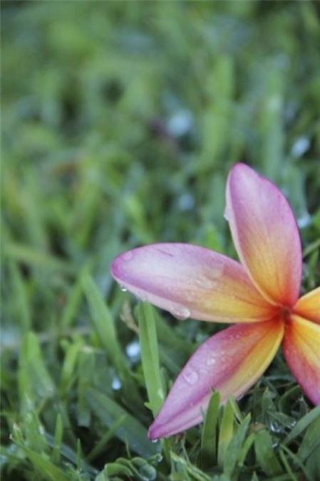 Cách chụp ảnh hoa cho người mới bắt đầu