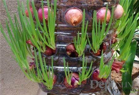 Cách trồng hành tím vừa làm cảnh vừa để ăn lá