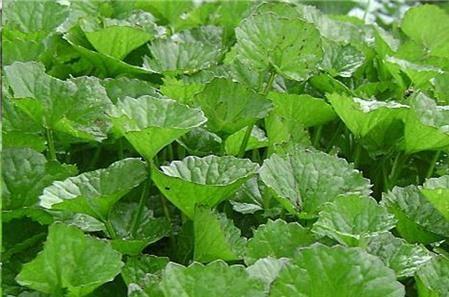 Kỹ thuật trồng rau má xanh tốt, mỡ màng, năng suất