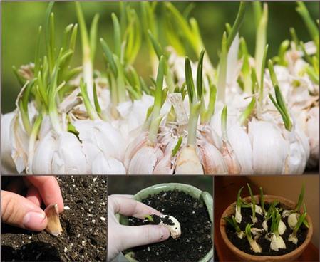 Học cách trồng tỏi tại nhà cho củ tươi ngon quanh năm